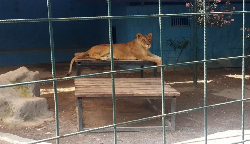 Aslan kafesine giren aileye aslan saldırdı
