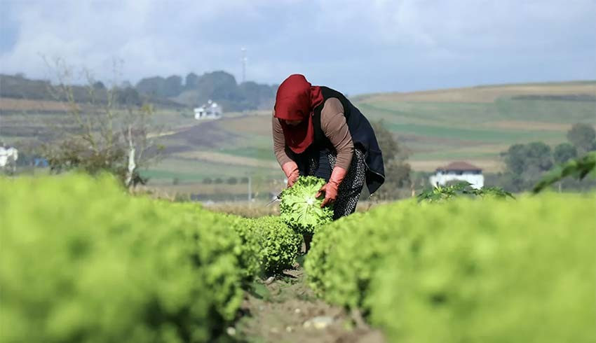 Tarımsal girdi fiyatlarında yeni rekor: Yıllık artış yüzde 135'i geçti